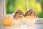 ostern.jpg